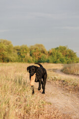 working black labrador retriever