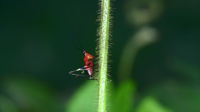 Conocephalus melas Tiny bright red cricket On green leaves in the forest in 4K macro video in natural light