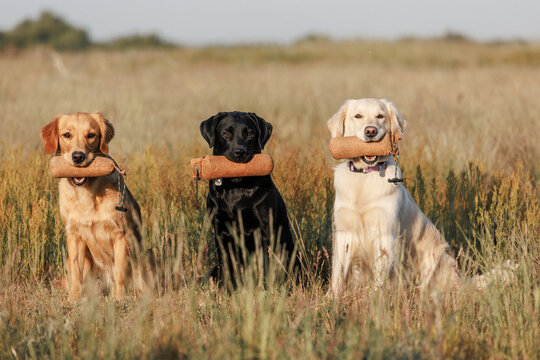 working golden retrievers and labrador retriever in the grass