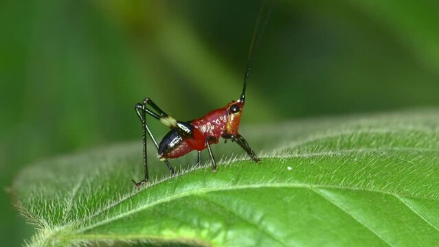 Conocephalus melas Tiny bright red cricket On green leaves in the forest in 4K macro video in natural light
