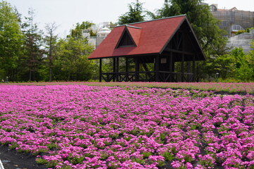 小屋の前に咲く芝桜の花畑