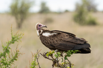 A closeup of a Hooded Vulture perched on a bush looking back over its shoulder. Kruger National Park. 