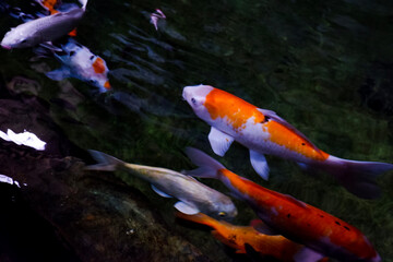 Selective focus of koi fish swimming in the pond. Great for educating children about marine animals.