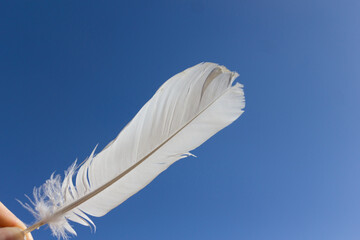 Light weight of white feather