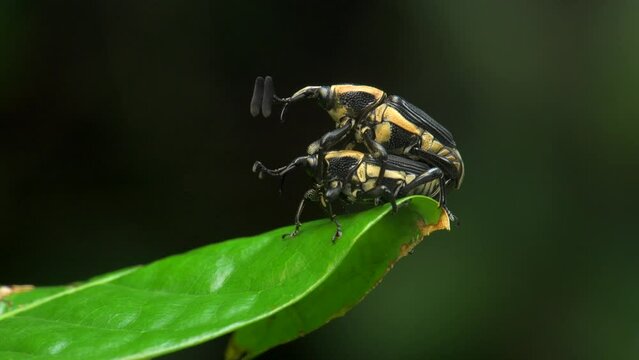 Weevils in a tropical forest mating on leaves in this 4K macro video in natural light