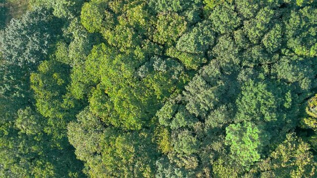 Flying Over Dense Green Forest And Treetops During Summer - drone shot