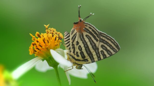 Long-striped Silverline butterfly perched on a small flower. In the forest in 4K macro video with natural light