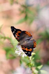Fototapeta na wymiar 秋晴れ、フジバカマの花から吸蜜するアカタテハ蝶（マクロレンズ自然光接写）