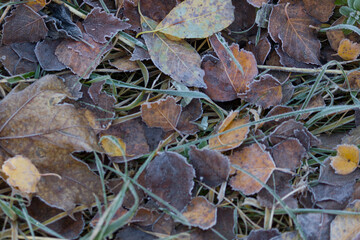 Frozen autumn leaves