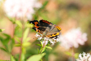 フジバカマの花から吸蜜する情熱的な黒に赤橙色の羽を広げたアカタテハ蝶（自然光・マクロレンズ接写）