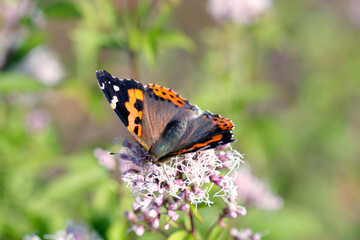 Indian Red Admiral butterfly (Akatateha) spred wing and sucking nectar from a Japanese Thoroughwort flowerhead (Wildlife closeup macro photography) 