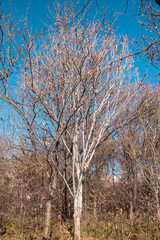 Obraz premium Different trees in Iranian garden in winter season