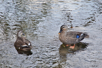用水路のカモ