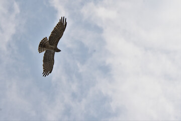 short toed snake eagle in flight with wide open wings