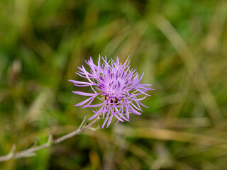 Am Straßenrand angetroffen, eine Kornblume