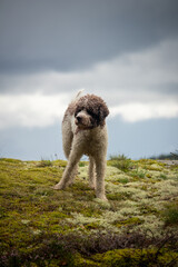 Dog in Moss