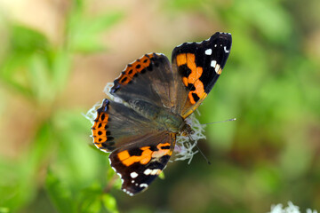 フジバカマの花から旧蜜する羽を広げたアカタテハ蝶（自然光・マクロレンズ接写）