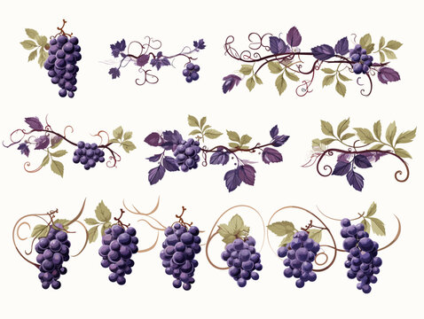 Drawing of Set of design elements with grapes illustration separated, sweeping overdrawn lines.