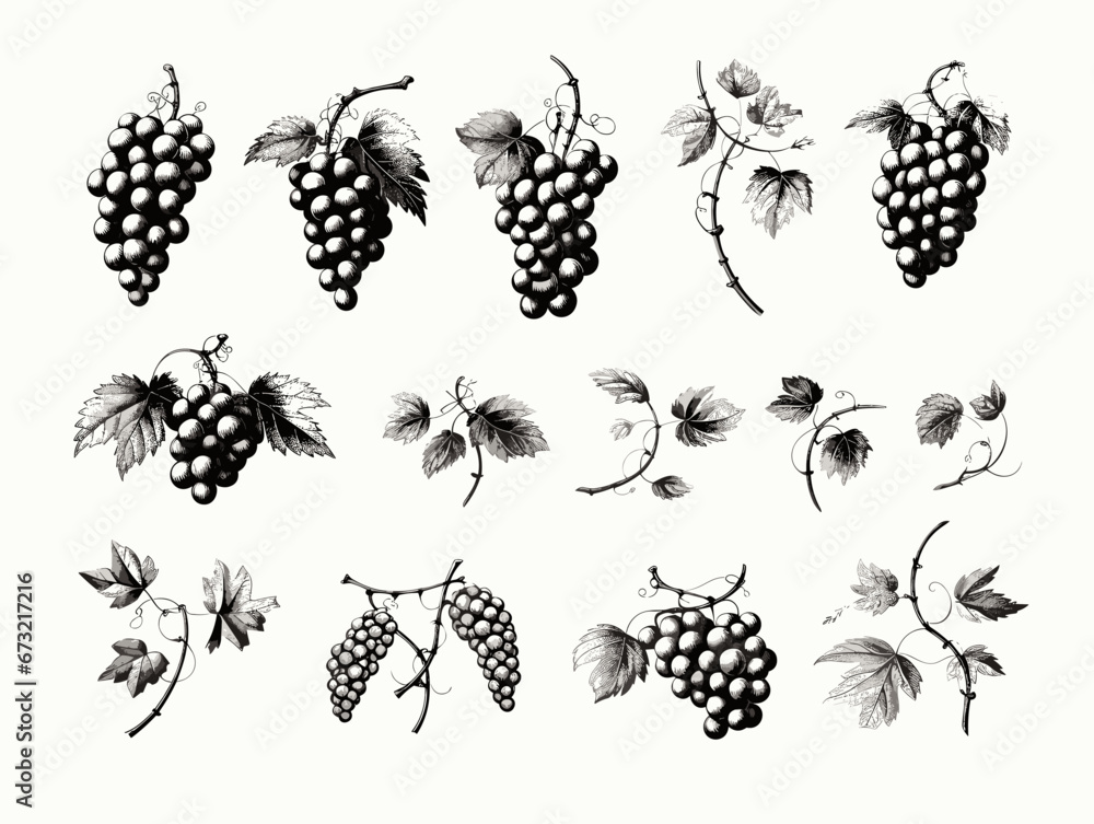 Poster drawing of set of design elements with grapes illustration separated, sweeping overdrawn lines.