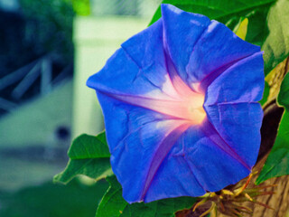 flower in the garden