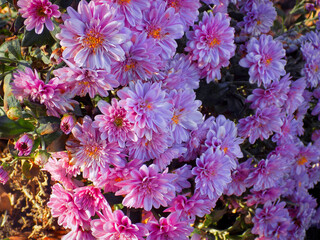flowers in the garden