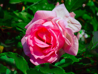 pink rose