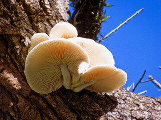 mushrooms in the forest