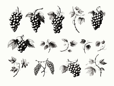 Drawing of Set of design elements with grapes illustration separated, sweeping overdrawn lines.