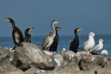Various birds on a rock formation in the IJsselmeer, heron, cormorant, seagulls
