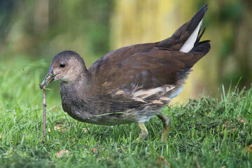 Moorhen pulling a worm out of the ground in the grass