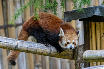 Panda minore o panda rosso