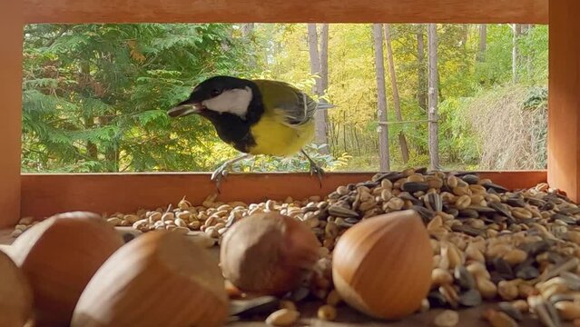 Great Tit, Parus major, investigates the food in the birdhouse and disdainfully tosses some seeds aside until it makes a choice