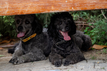 Two Little black poodles, domestic pet, friendly dog. Under bench
