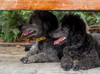 Two Little black poodles, domestic pet, friendly dog. Outdoor