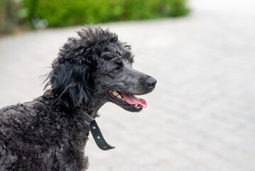 Little black poodle, domestic pet, friendly dog. Outdoor