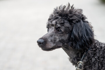 Little black poodle, domestic pet, friendly dog. Outdoor