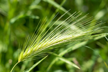 close up of wall barley (Hordeum murinum) feathered seed heads
