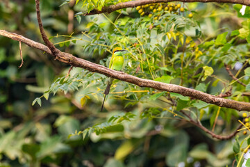 An Asian green bee-eater on a branch