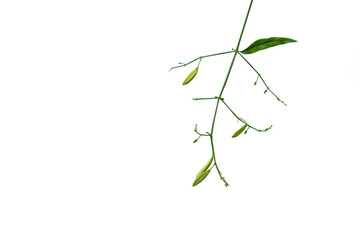 Creat or Kariyat (Andrographis paniculata (Burm.f.) Nees ) isolated on white background, have a...