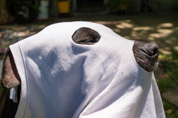 Perro con capucha de fantasma disfrazado para Halloween