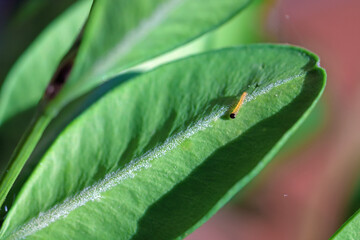 Box tree moth (Cydalima perspectalis). Caterpillars just released from the egg.