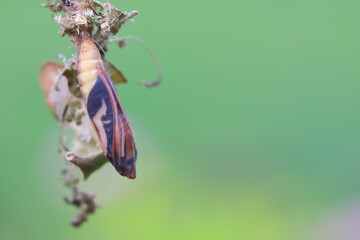 Pupa of the box tree moth - Cydalima perspectalis in nature. It is an invasive species of insect....