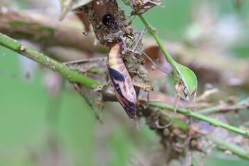 Pupa of the box tree moth - Cydalima perspectalis in nature. It is an invasive species of insect. Pest in the gardens. 