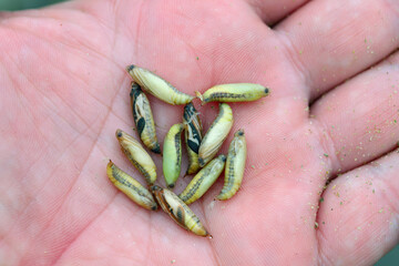 Pupa of the box tree moth - Cydalima perspectalis in nature. It is an invasive species of insect....