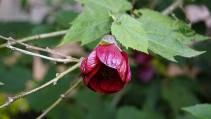 maroon colour flower of Callianthe picta also known as Redvein Chinese lantern