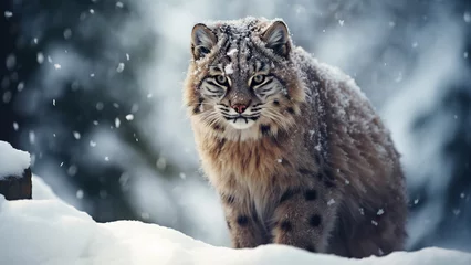Gordijnen Photo of a lynx on the background of snowfall in winter. © Maria