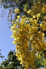 Pendant with yellow flowers of the beautiful Imperial Acacia. Bunch of resplendent yellow flowers.