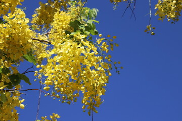 Pendant with yellow flowers of the beautiful Imperial Acacia. Bunch of resplendent yellow flowers.