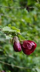 maroon colour flower of Callianthe picta also known as Redvein Chinese lantern