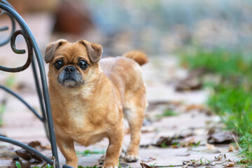 Eddie - tiny happy old dog adopted from the shelter.